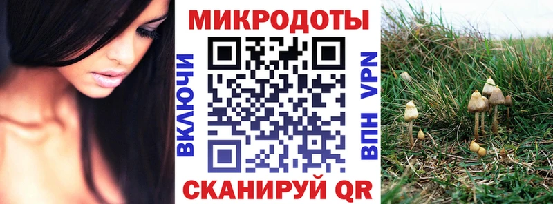 Псилоцибиновые грибы Psilocybe Городовиковск